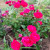 Саженцы Полиантовых Роз