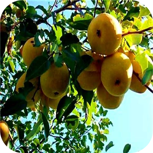 Саженцы Груши "Дочь Амура" > цена, описание Саженцы Груши "Дочь Амура" > цена, описание