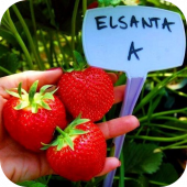 Клубника "Эльсанта" 